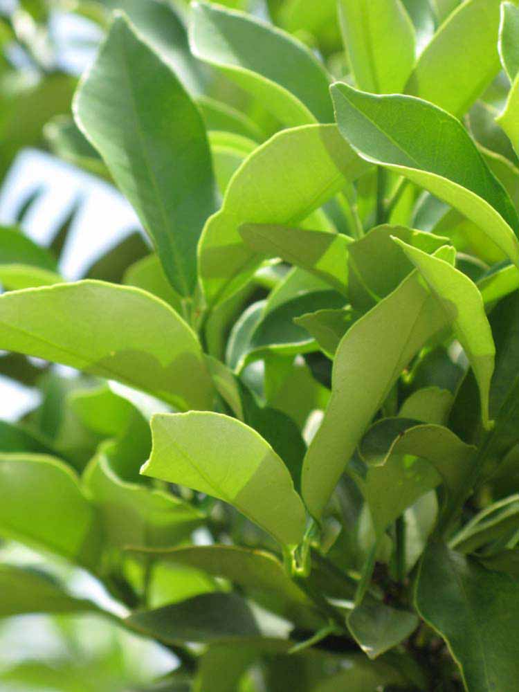              Sun leaves (Winter Haven, FL)       